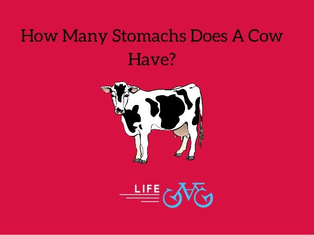 How Many Stomachs Does A Cow Have