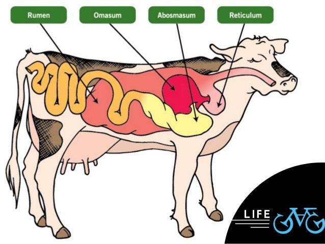 How Many Stomachs Does A Cow Have