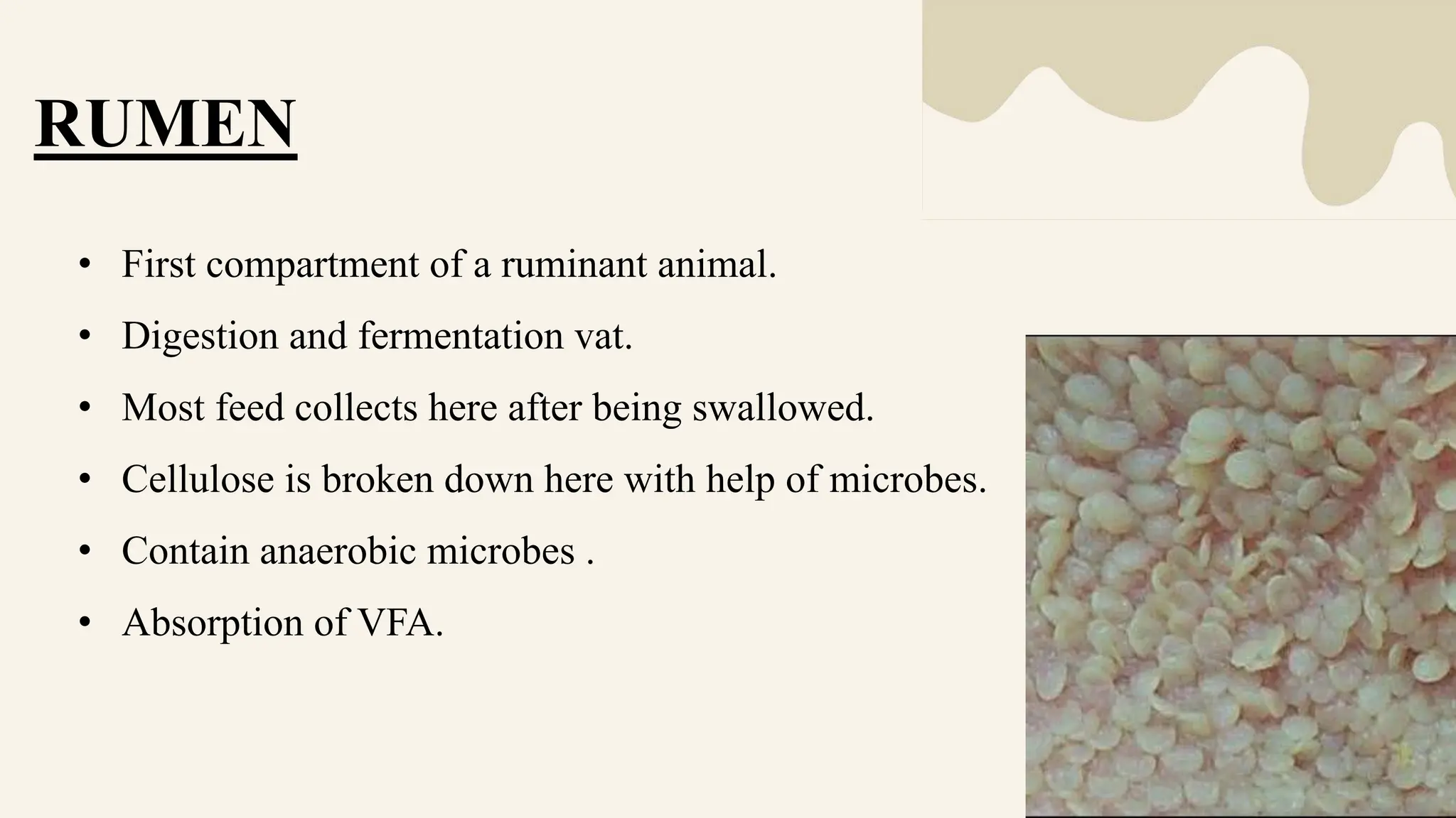 Rumen.pptx