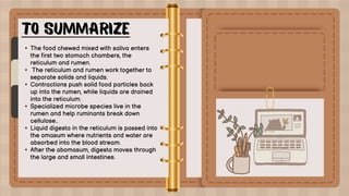 • The food chewed mixed with saliva enters
the first two stomach chambers, the
reticulum and rumen.
• The reticulum and rumen work together to
separate solids and liquids.
• Contractions push solid food particles back
up into the rumen, while liquids are drained
into the reticulum.
• Specialized microbe species live in the
rumen and help ruminants break down
cellulose..
• Liquid digesta in the reticulum is passed into
the omasum where nutrients and water are
absorbed into the blood stream.
• After the abomasum, digesta moves through
the large and small intestines.
 
