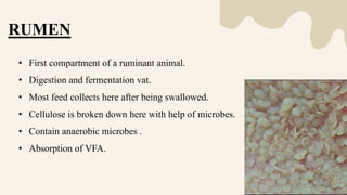 Rumen.pptx
