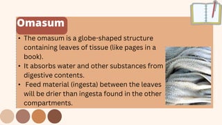 Omasum
• The omasum is a globe-shaped structure
containing leaves of tissue (like pages in a
book).
• It absorbs water and other substances from
digestive contents.
• Feed material (ingesta) between the leaves
will be drier than ingesta found in the other
compartments.
 