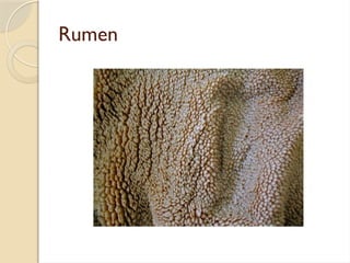 estudio anatomico del RUMEN de los bovinos .pptx