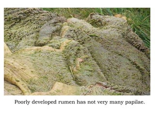 Ayn Rumen Rumen development and function | PPTX