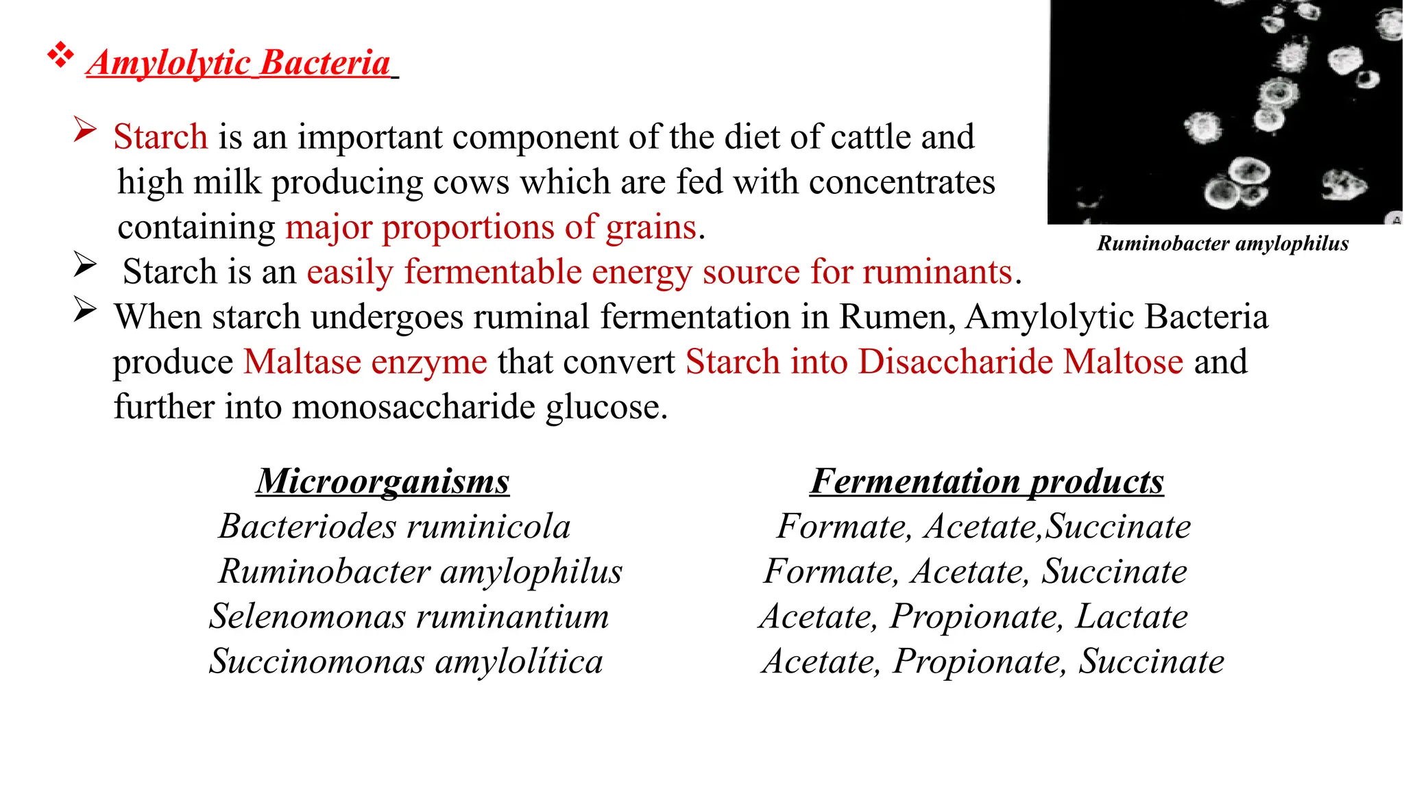  Starch is an important component of the diet of cattle and
high milk producing cows which are fed with concentrates
containing major proportions of grains.
 Starch is an easily fermentable energy source for ruminants.
 When starch undergoes ruminal fermentation in Rumen, Amylolytic Bacteria
produce Maltase enzyme that convert Starch into Disaccharide Maltose and
further into monosaccharide glucose.
 Amylolytic Bacteria
Microorganisms Fermentation products
Bacteriodes ruminicola Formate, Acetate,Succinate
Ruminobacter amylophilus Formate, Acetate, Succinate
Selenomonas ruminantium Acetate, Propionate, Lactate
Succinomonas amylolítica Acetate, Propionate, Succinate
Ruminobacter amylophilus
 