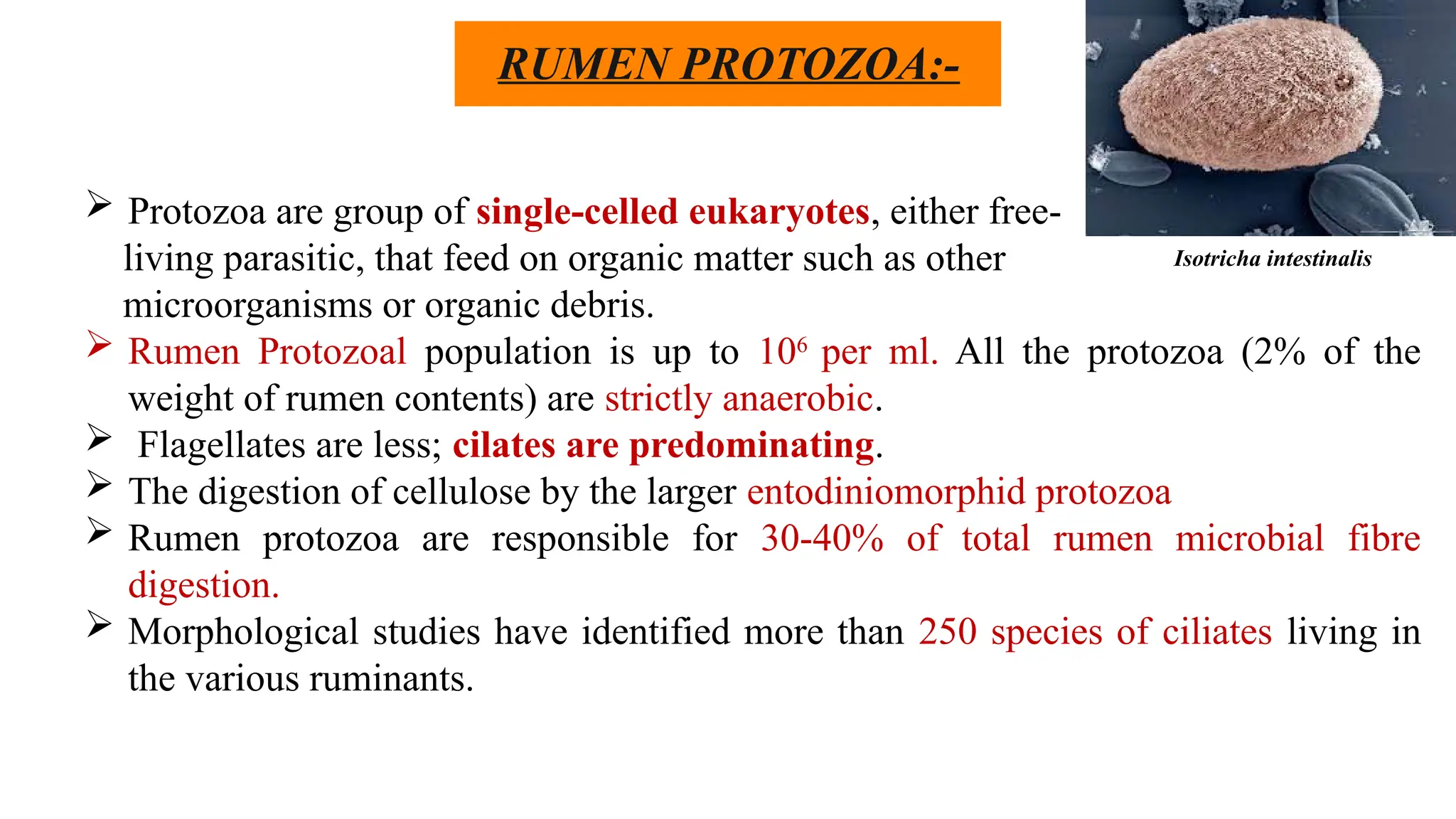RUMEN PROTOZOA:-
 Protozoa are group of single-celled eukaryotes, either free-
living parasitic, that feed on organic matter such as other
microorganisms or organic debris.
 Rumen Protozoal population is up to 106
per ml. All the protozoa (2% of the
weight of rumen contents) are strictly anaerobic.
 Flagellates are less; cilates are predominating.
 The digestion of cellulose by the larger entodiniomorphid protozoa
 Rumen protozoa are responsible for 30-40% of total rumen microbial fibre
digestion.
 Morphological studies have identified more than 250 species of ciliates living in
the various ruminants.
Isotricha intestinalis
 