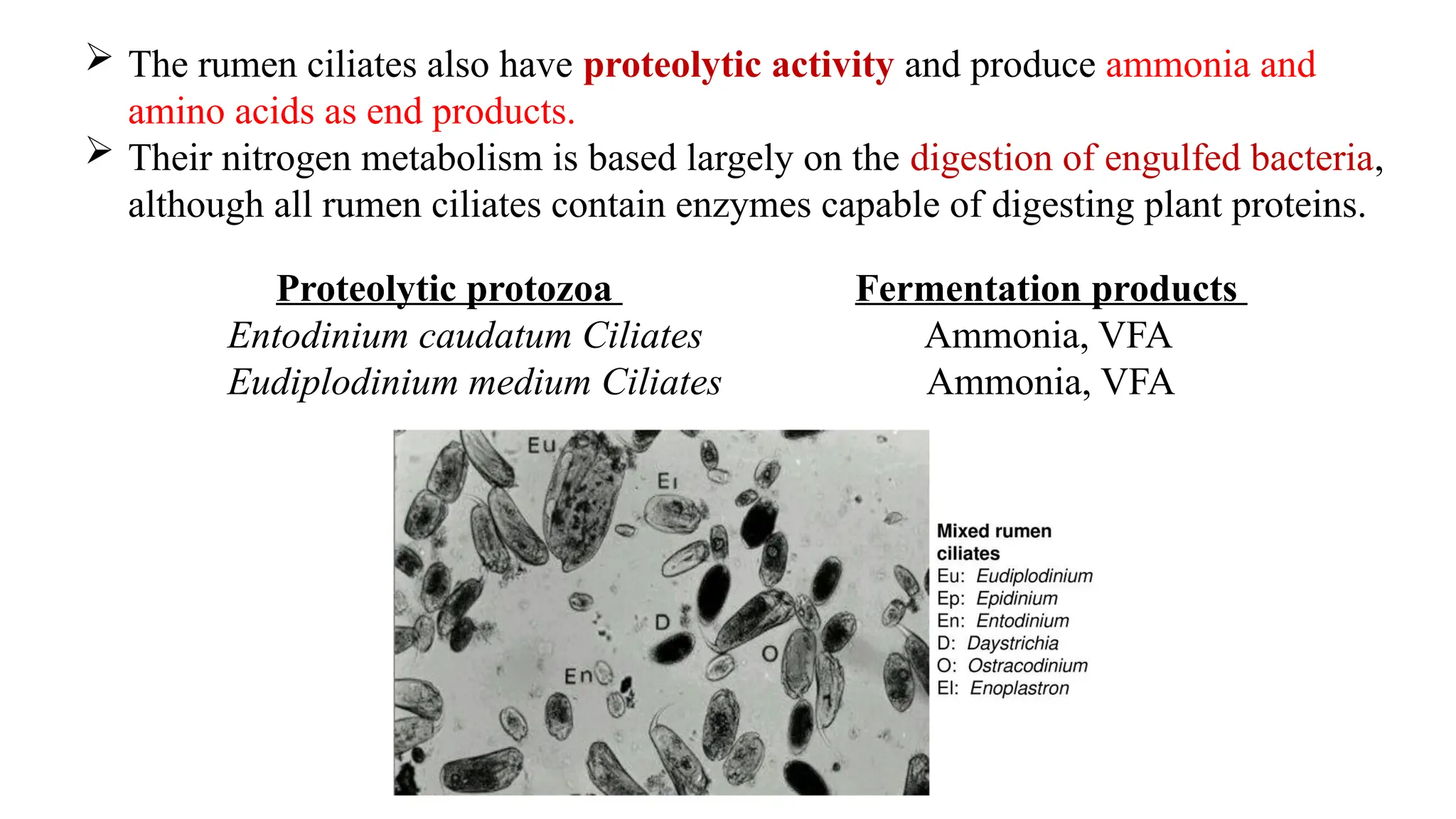  The rumen ciliates also have proteolytic activity and produce ammonia and
amino acids as end products.
 Their nitrogen metabolism is based largely on the digestion of engulfed bacteria,
although all rumen ciliates contain enzymes capable of digesting plant proteins.
Proteolytic protozoa Fermentation products
Entodinium caudatum Ciliates Ammonia, VFA
Eudiplodinium medium Ciliates Ammonia, VFA
 