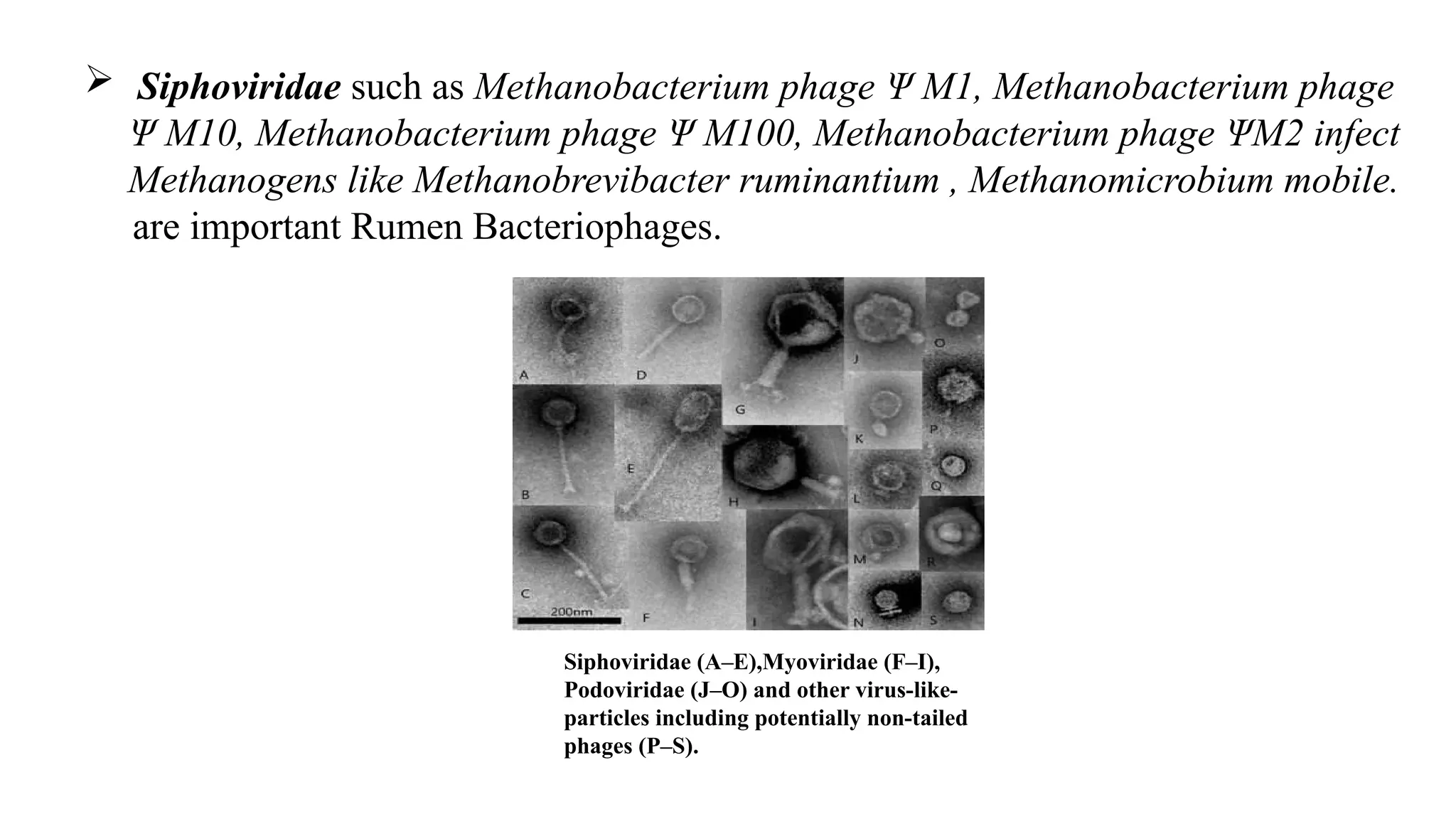  Siphoviridae such as Methanobacterium phage Ψ M1, Methanobacterium phage
Ψ M10, Methanobacterium phage Ψ M100, Methanobacterium phage ΨM2 infect
Methanogens like Methanobrevibacter ruminantium , Methanomicrobium mobile.
are important Rumen Bacteriophages.
Siphoviridae (A–E),Myoviridae (F–I),
Podoviridae (J–O) and other virus-like-
particles including potentially non-tailed
phages (P–S).
 