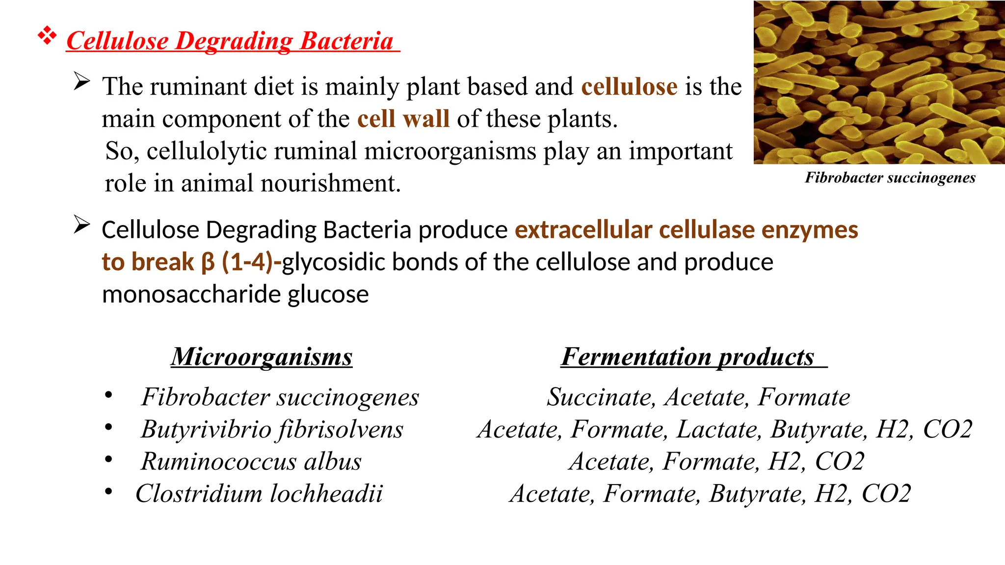  Cellulose Degrading Bacteria
Microorganisms Fermentation products
• Fibrobacter succinogenes Succinate, Acetate, Formate
• Butyrivibrio fibrisolvens Acetate, Formate, Lactate, Butyrate, H2, CO2
• Ruminococcus albus Acetate, Formate, H2, CO2
• Clostridium lochheadii Acetate, Formate, Butyrate, H2, CO2
 Cellulose Degrading Bacteria produce extracellular cellulase enzymes
to break β (1-4)-glycosidic bonds of the cellulose and produce
monosaccharide glucose
 The ruminant diet is mainly plant based and cellulose is the
main component of the cell wall of these plants.
So, cellulolytic ruminal microorganisms play an important
role in animal nourishment. Fibrobacter succinogenes
 