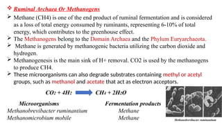 Tree Rumen Archaea RUMEN ECOSYSTEM AND CLASSIFICATION OF RUMEN MICROBES.pptx