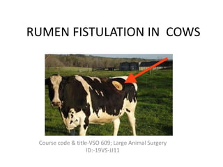 RUMEN FISTULATION IN COWS
Course code & title-VSO 609; Large Animal Surgery
ID:-19VS-JJ11
 