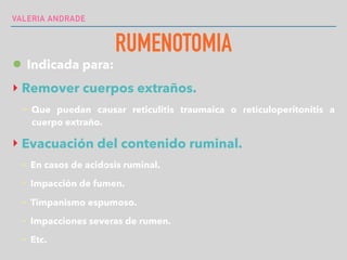 VALERIA ANDRADE
RUMENOTOMIA
• Indicada para:
‣ Remover cuerpos extraños.
- Que puedan causar reticulitis traumaica o reticuloperitonitis a
cuerpo extraño.
‣ Evacuación del contenido ruminal.
- En casos de acidosis ruminal.
- Impacción de fumen.
- Timpanismo espumoso.
- Impacciones severas de rumen.
- Etc.