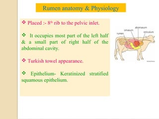 Cow Rumenectomy RUMENOTOMY procedure in hardware disease.pdf