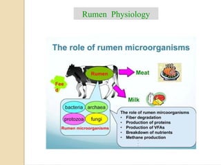 Radiography Rumen RUMENOTOMY procedure in hardware disease.pdf