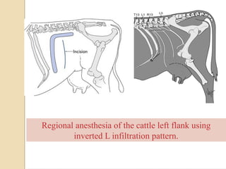 Cow Rumenectomy RUMENOTOMY procedure in hardware disease.pdf