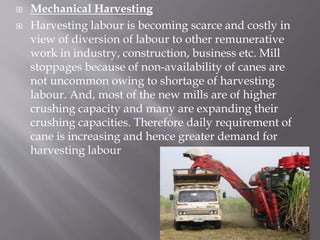  Mechanical Harvesting
 Harvesting labour is becoming scarce and costly in
view of diversion of labour to other remunerative
work in industry, construction, business etc. Mill
stoppages because of non-availability of canes are
not uncommon owing to shortage of harvesting
labour. And, most of the new mills are of higher
crushing capacity and many are expanding their
crushing capacities. Therefore daily requirement of
cane is increasing and hence greater demand for
harvesting labour
 