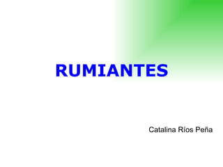 RUMIANTES Catalina Ríos Peña 