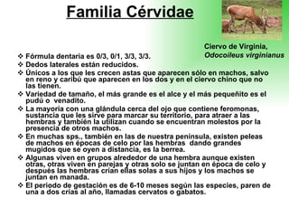 Familia Cérvidae Fórmula dentaria es 0/3, 0/1, 3/3, 3/3. Dedos laterales están reducidos. Únicos a los que les crecen astas que aparecen sólo en machos, salvo en reno y caribú que aparecen en los dos y en el ciervo chino que no las tienen. Variedad de tamaño, el más grande es el alce y el más pequeñito es el pudú o  venadito. La mayoría con una glándula cerca del ojo que contiene feromonas, sustancia que les sirve para marcar su territorio, para atraer a las hembras y también la utilizan cuando se encuentran molestos por la presencia de otros machos. En muchas sps., también en las de nuestra península, existen peleas de machos en épocas de celo por las hembras  dando grandes mugidos que se oyen a distancia, es la berrea. Algunas viven en grupos alrededor de una hembra aunque existen otras, otras viven en parejas y otras solo se juntan en época de celo y después las hembras crían ellas solas a sus hijos y los machos se juntan en manada. El periodo de gestación es de 6-10 meses según las especies, paren de una a dos crías al año, llamadas cervatos o gabatos. Ciervo de Virginia,  Odocoileus virginianus 