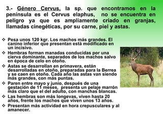 3.-  Género Cervus,  la sp. que encontramos en la península es el Cervus elaphus,  no se encuentra en peligro ya que es ampliamente criado en granjas, llamadas cinegéticas, por su carne, piel y astas. Pesa unos 120 kgr. Los machos más grandes. El canino inferior que presentan está modificado en  un incisivo. Hembras forman manadas conducidas por una cierva dominante, separados de los machos salvo en época de celo en otoño. Astas se desarrollan en primavera, están desarrolladas en otoño, preparadas para la Berrea y se caen en otoño. Cada año las astas van siendo más grandes, con más puntas. Paren entre mayo y junio, después de una gestación de 11 meses,  presenta un pelaje marrón más claro que el del adulto, con manchas blancas. Las hembras son más longevas, viven hasta 20 años, frente los machos que viven unos 13 años. Presentan más actividad en hora crepusculares y al amanecer. 
