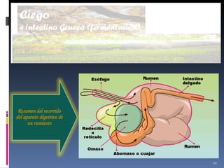 Resumen del recorrido del aparato digestivo de un rumiante 