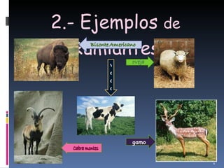 2.- Ejemplos  de  Rumiantes gamo vaca 