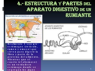 4.- Estructura  y  partes  del  aparato digestivo  de un  rumiante Realmente 3 son pre-estómagos (retículo, rumen y omaso) que sirven para digerir la fibra y parte de la proteína del alimento. Mientras que el cuarto (el abomaso) es un verdadero estómago donde se segregan los jugos gástricos (en los pre-estómagos no se produce ningún tipo de secreción). Recorrido  del  alimento  en un  rumiante 