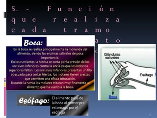 5.- Función que realiza cada tramo del aparato digestivo del rumiante 