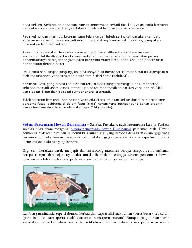 Hewan Sapi Memiliki Struktur Lambung Untuk Fermentasi