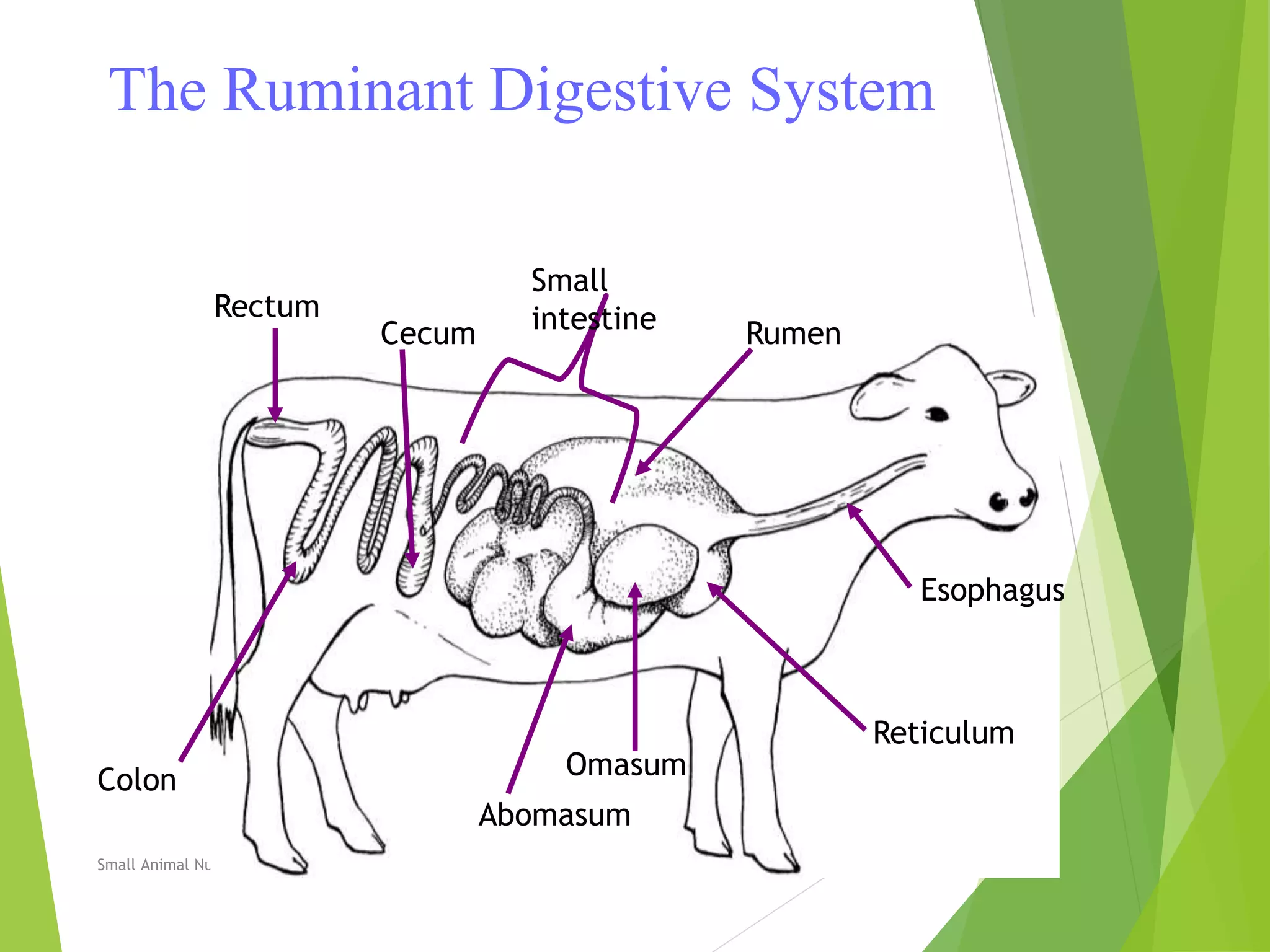 The Ruminant Digestive System
Small Animal Nutrition TM 14
Esophagus
Rumen
Reticulum
Omasum
Abomasum
Small
intestineCecum
Colon
Rectum
 