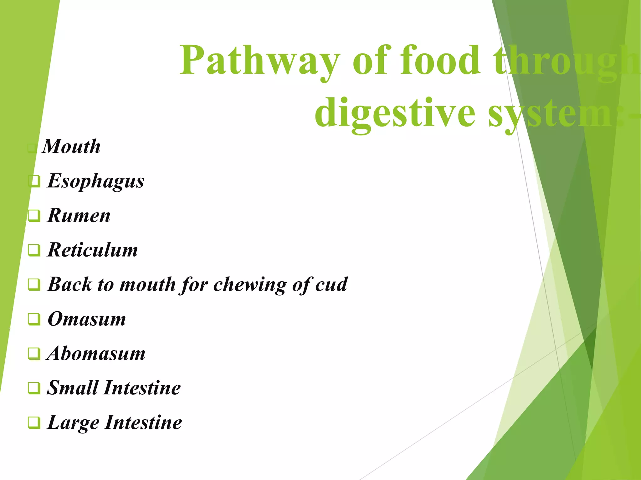 Pathway of food through
digestive system:-
 Mouth
 Esophagus
 Rumen
 Reticulum
 Back to mouth for chewing of cud
 Omasum
 Abomasum
 Small Intestine
 Large Intestine
 