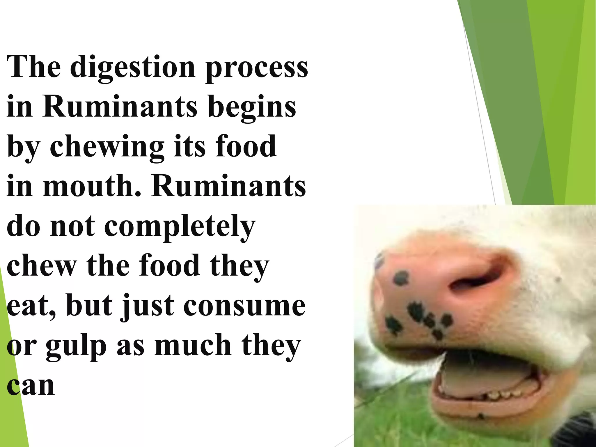 The digestion process
in Ruminants begins
by chewing its food
in mouth. Ruminants
do not completely
chew the food they
eat, but just consume
or gulp as much they
can
 
