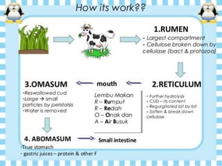 Ruminant Process ruminant animals | PPTX