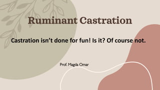 Ruminant Castration
Prof. Magda Omar
Castration isn’t done for fun! Is it? Of course not.
 