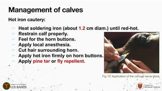 Tar Restrain Comprehensive Guide to Dehorning and Disbudding in Ruminants ...