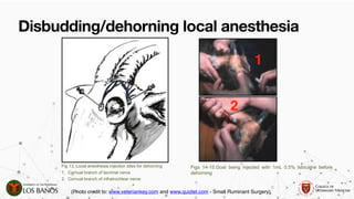 Comprehensive Guide to Dehorning and Disbudding in Ruminants ...