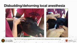 Comprehensive Guide to Dehorning and Disbudding in Ruminants ...