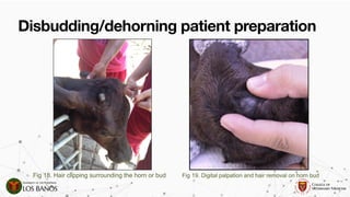 Comprehensive Guide to Dehorning and Disbudding in Ruminants ...