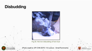 Comprehensive Guide to Dehorning and Disbudding in Ruminants ...
