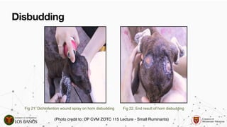 Comprehensive Guide to Dehorning and Disbudding in Ruminants ...