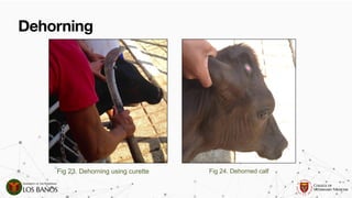 Comprehensive Guide to Dehorning and Disbudding in Ruminants ...