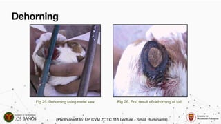Comprehensive Guide to Dehorning and Disbudding in Ruminants ...