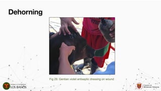 Comprehensive Guide to Dehorning and Disbudding in Ruminants ...