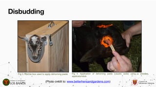 Comprehensive Guide to Dehorning and Disbudding in Ruminants ...