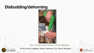 Comprehensive Guide to Dehorning and Disbudding in Ruminants ...