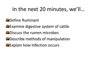 Ruminants ( Shakira sulehri) | PPTX