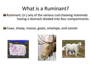 Ruminants ( Shakira sulehri) | PPTX