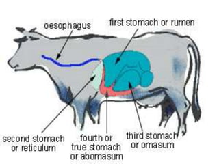 Sag Ruminants Ruminants VS Monogastrics | PPTX