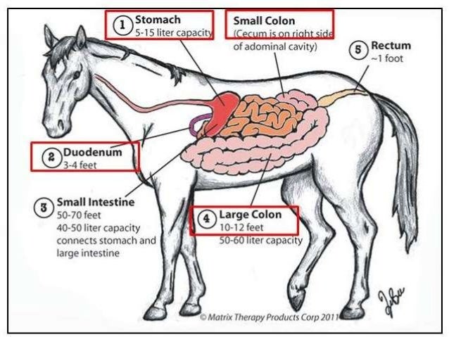 Ruminants VS Monogastrics