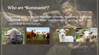 Role of ruminants in sustainable agriculture | PPTX