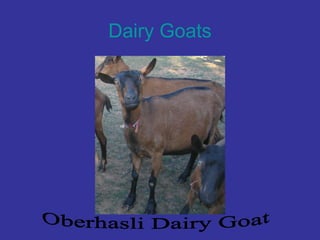 Dairy Goats
 